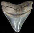 Serrated, Megalodon Tooth - Colorful Blade #64543-1